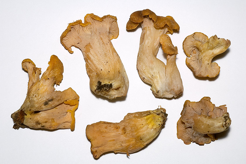 Chanterelle jaune et violette