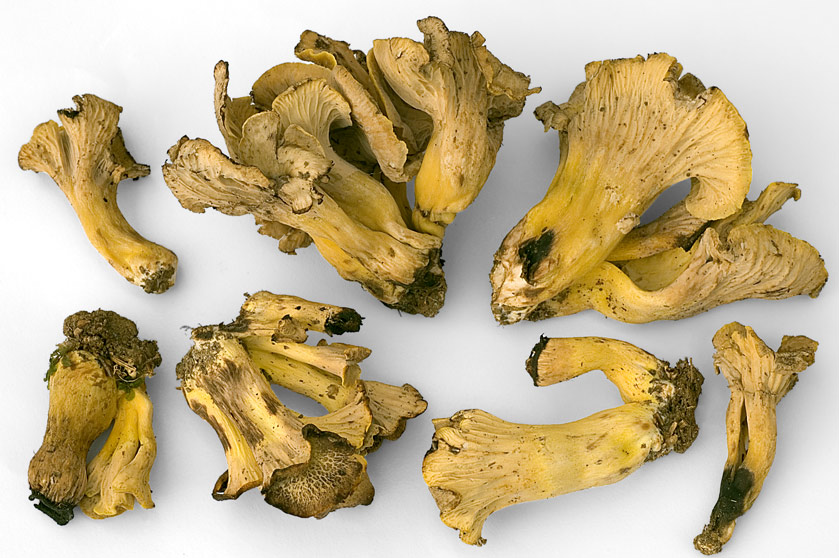 Cantharellus melanoxeros