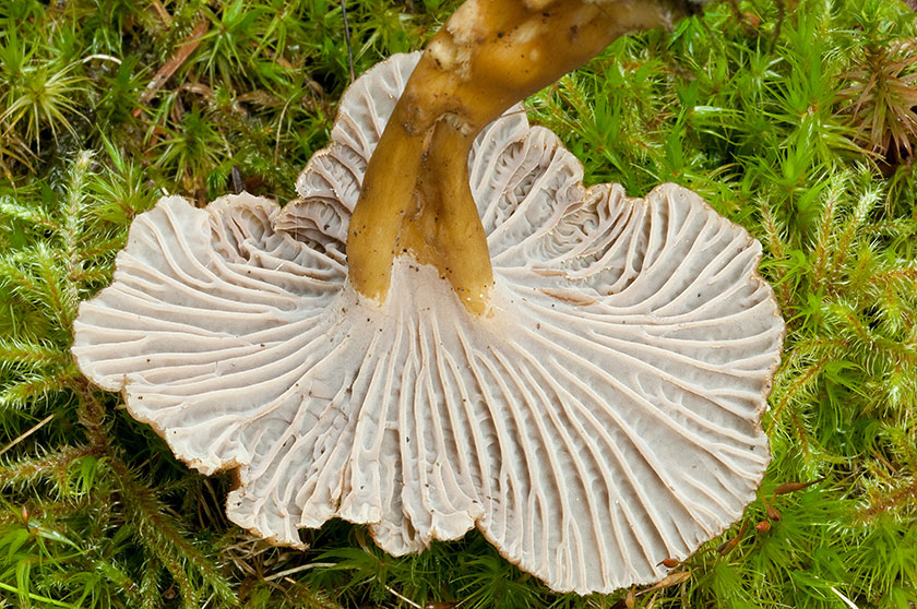 Chanterelle en tube