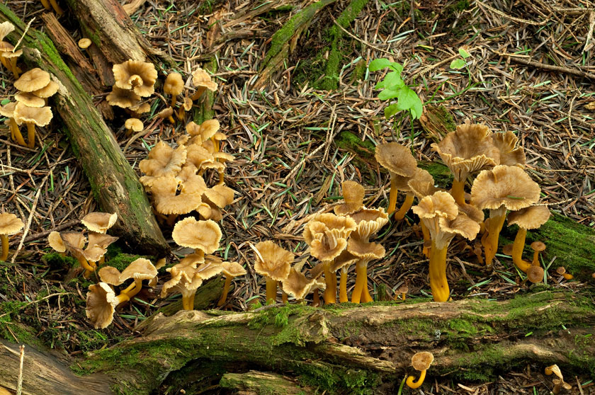 Chanterelle en tube