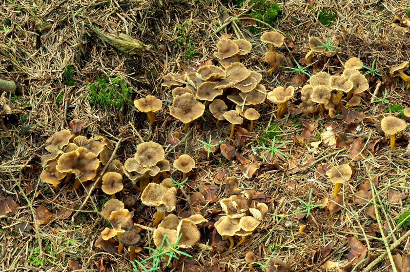 Chanterelle en tube