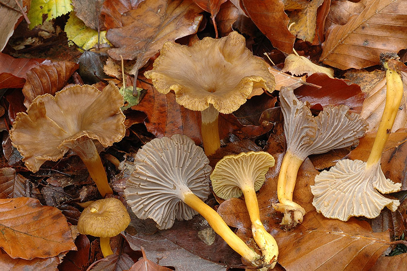 Chanterelle en tube