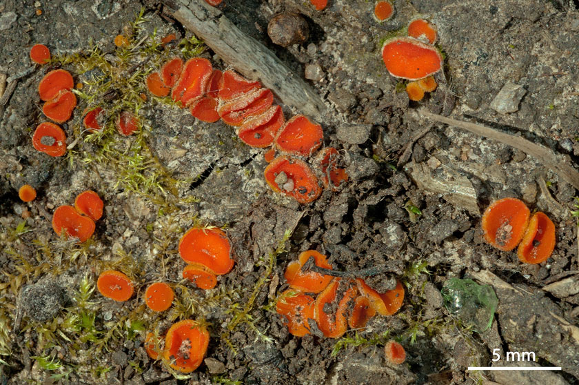 Cheilymenia crucipila