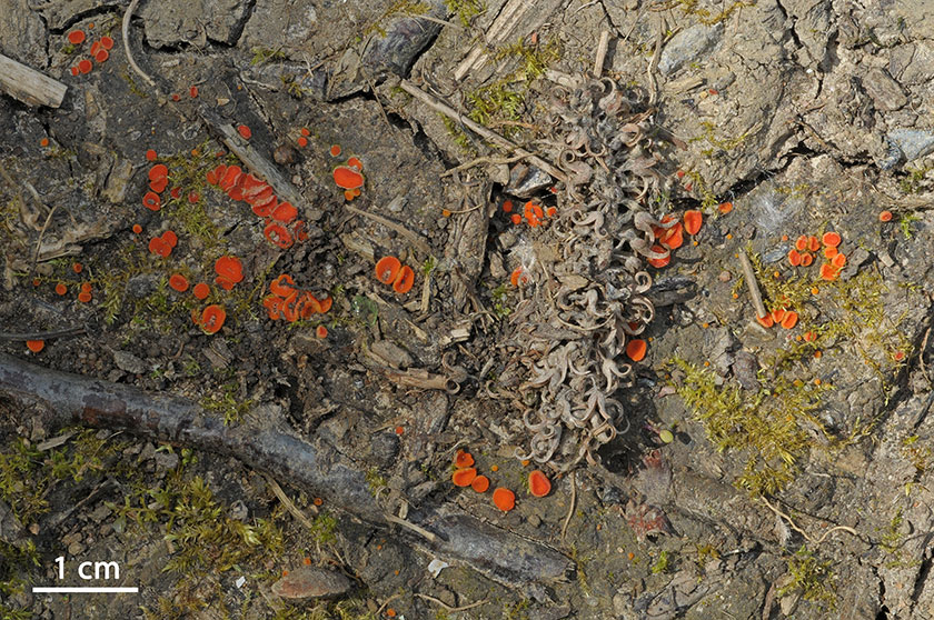 Cheilymenia crucipila