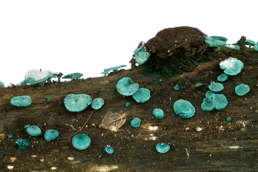 Hélotie bleu-vert, Pezize turquoise
