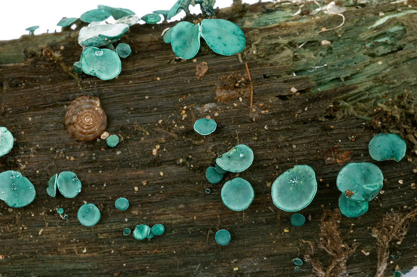 Hélotie bleu-vert, Pezize turquoise