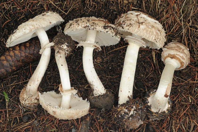 Lépiote brune des jardins
