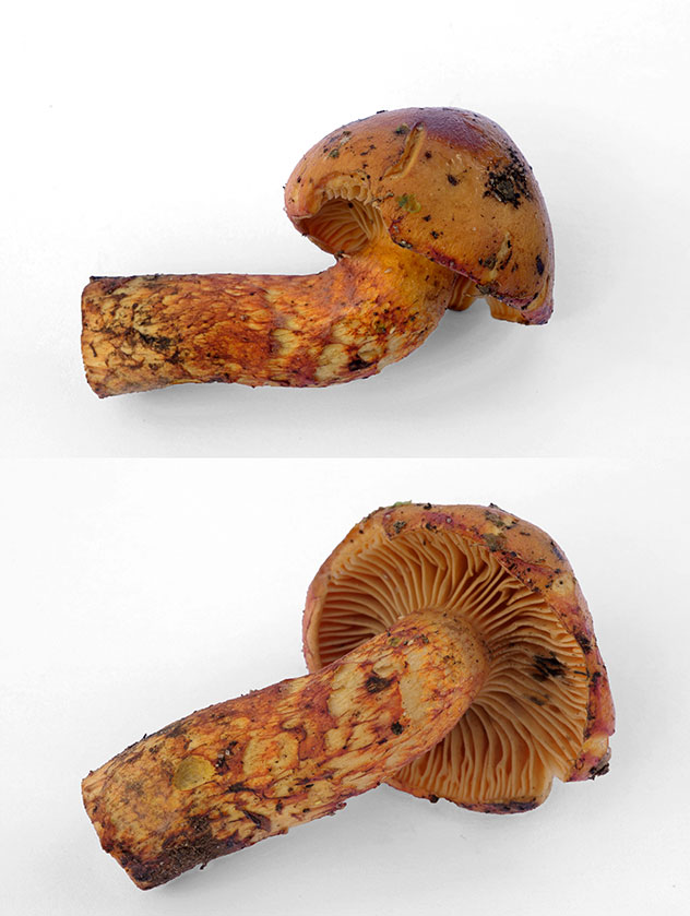 Gomphide helvétique variété tatrensis