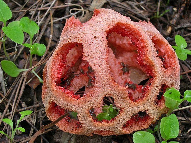 Clathre rouge, Clathre grillagé, Coeur de sorcière