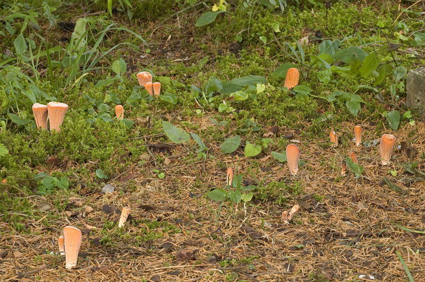 Clavaire tronquée