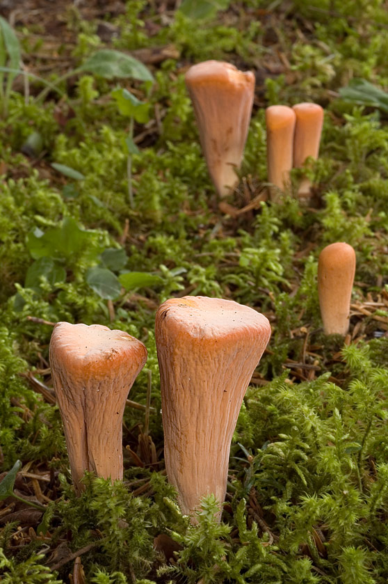 Clavaire tronquée