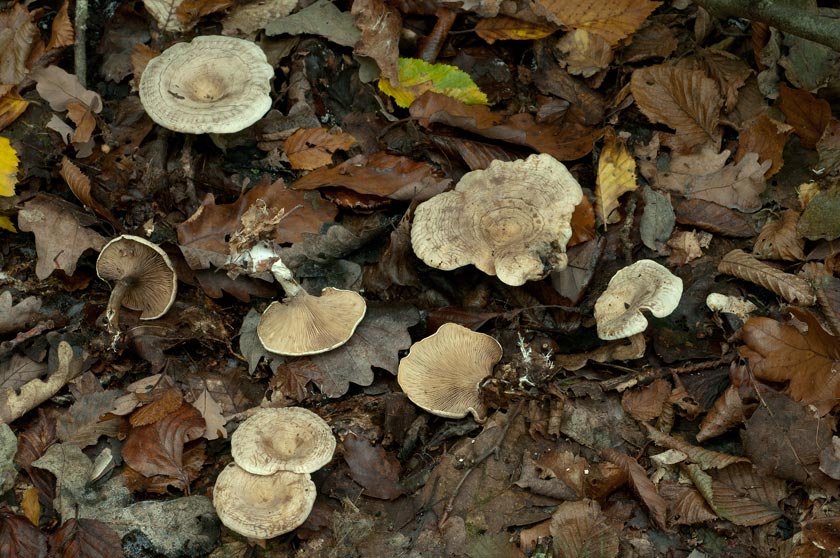 Rhodocybe tacheté