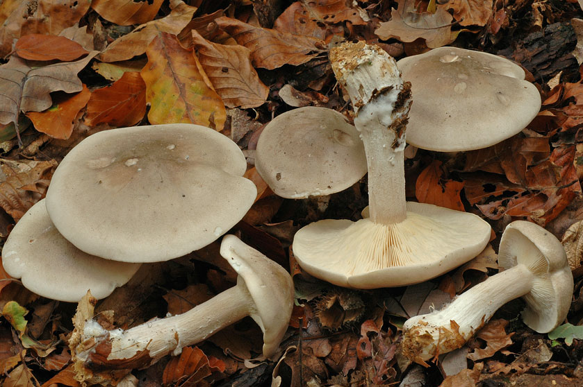 Clitocybe nébuleux
