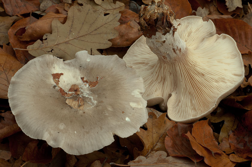 Clitocybe nébuleux