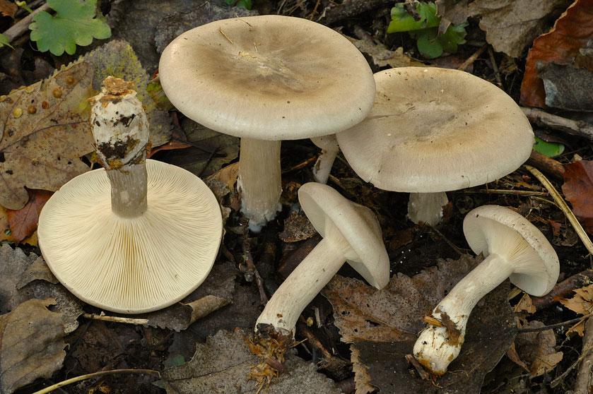Clitocybe nébuleux