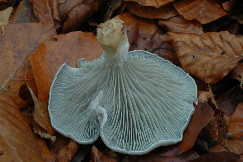 Clitocybe odorant, Clitocybe anisé