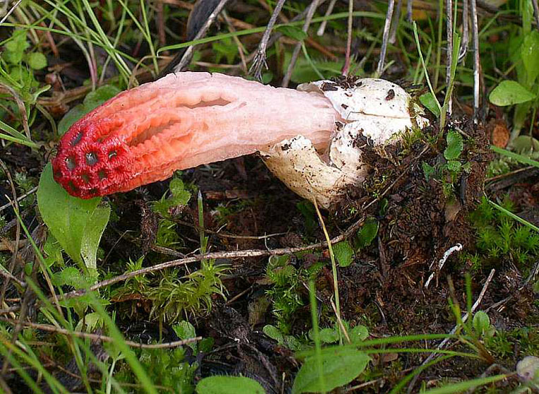 Colus hirudinosus