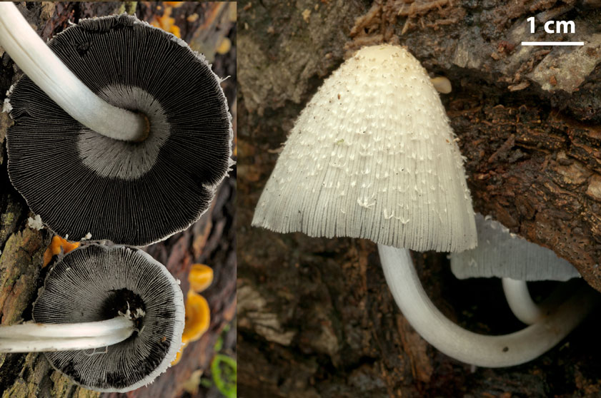 Coprinopsis spelaiophila