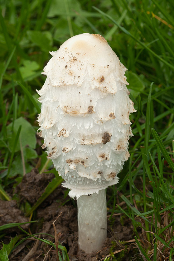 Coprin chevelu