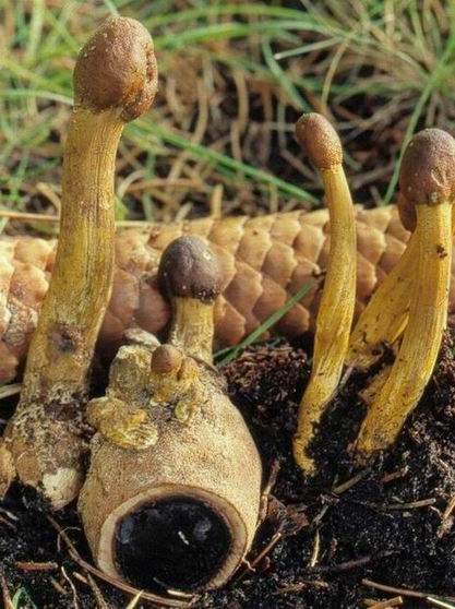 Cordyceps capité