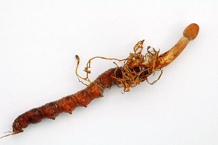 Cordyceps gracile