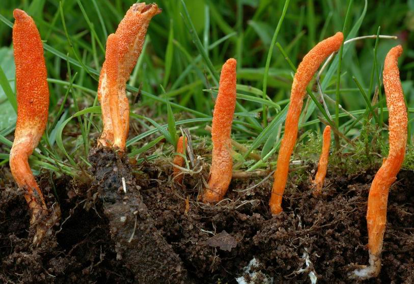 Cordyceps militaris