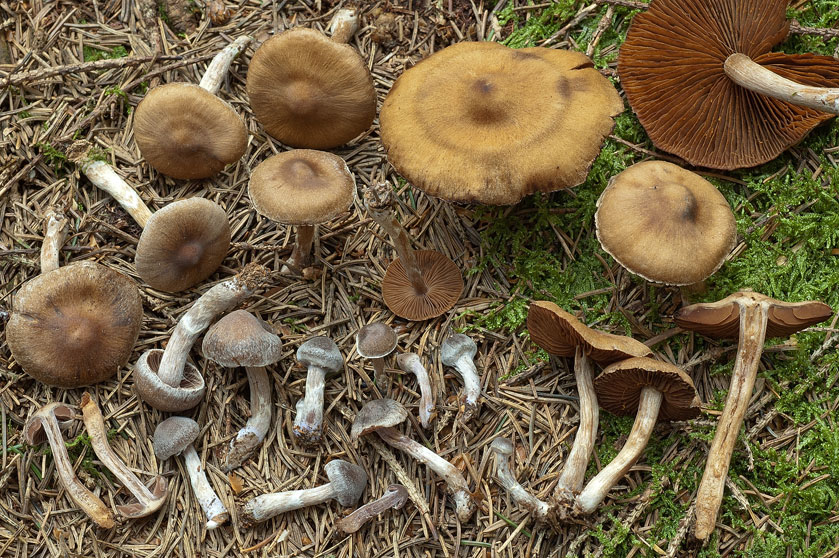 Cortinarius flexipes var. flabellus