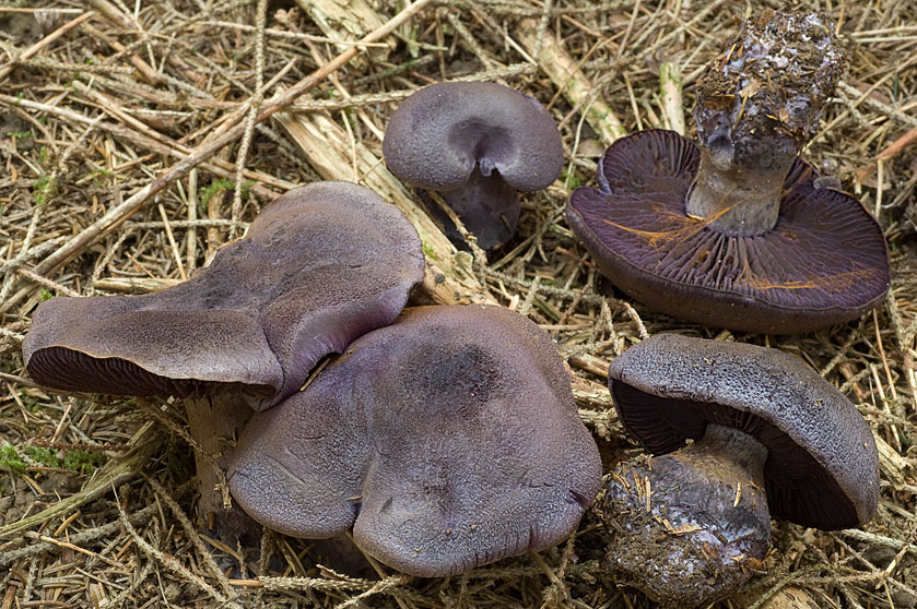 Cortinaire de la forêt noire
