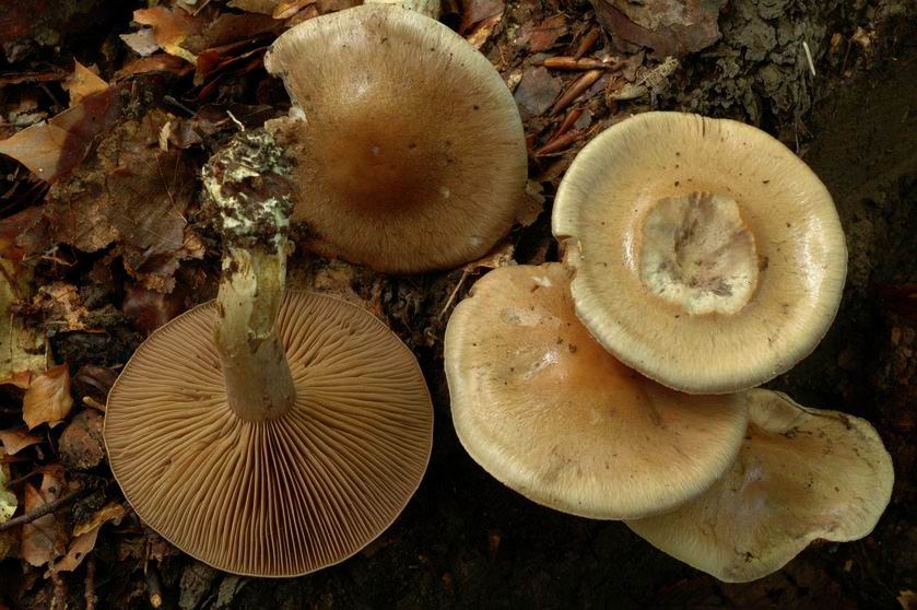 Cortinarius infractus. HARSKIRCHEN (Bas-Rhin) le 8 octobre 2005