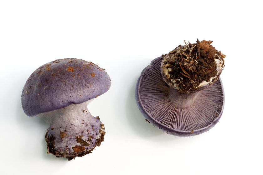 Cortinarius terpsichores