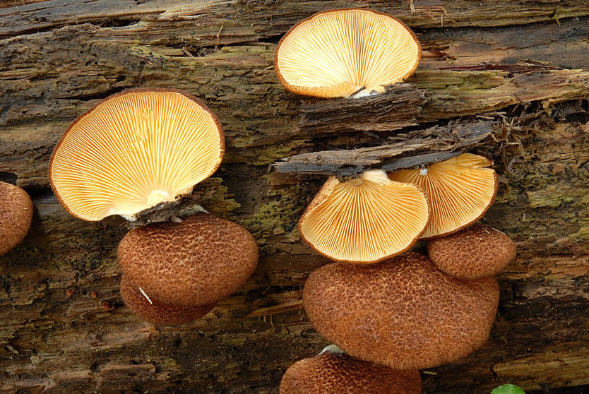 Crépidote à lames couleur safran