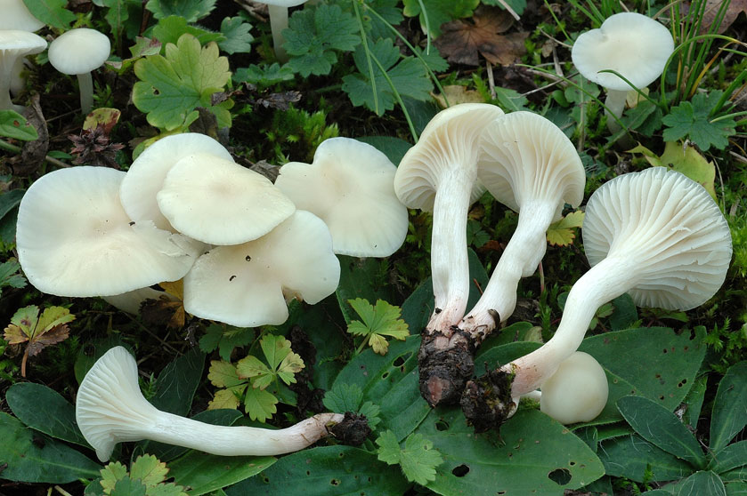 Hygrophore blanc de neige, Hygrophore virginal