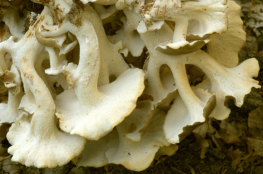 Polypore en ombelles