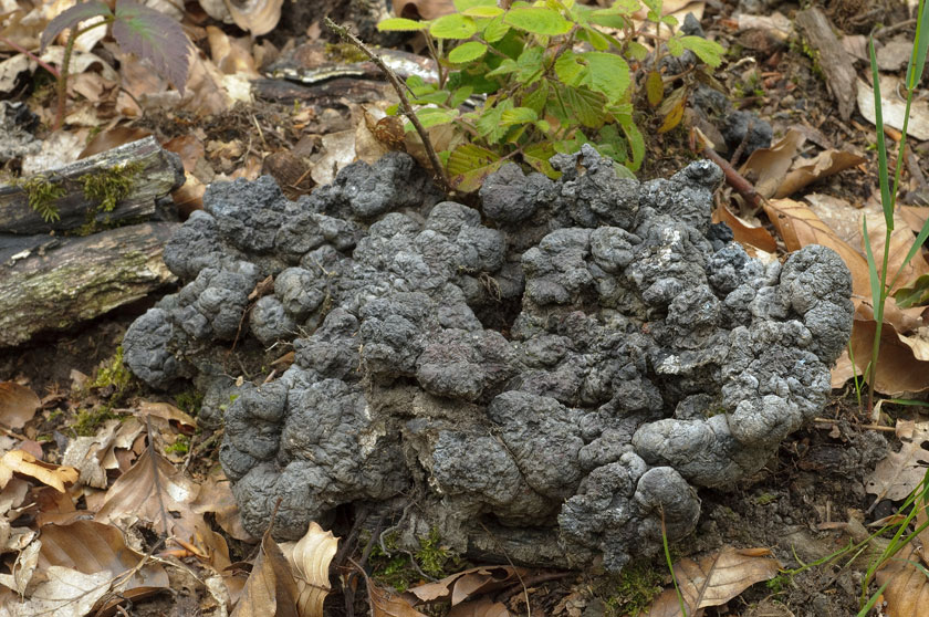 Polypore en ombelles