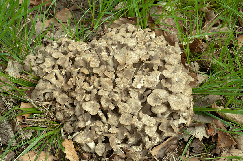 Polypore en ombelles