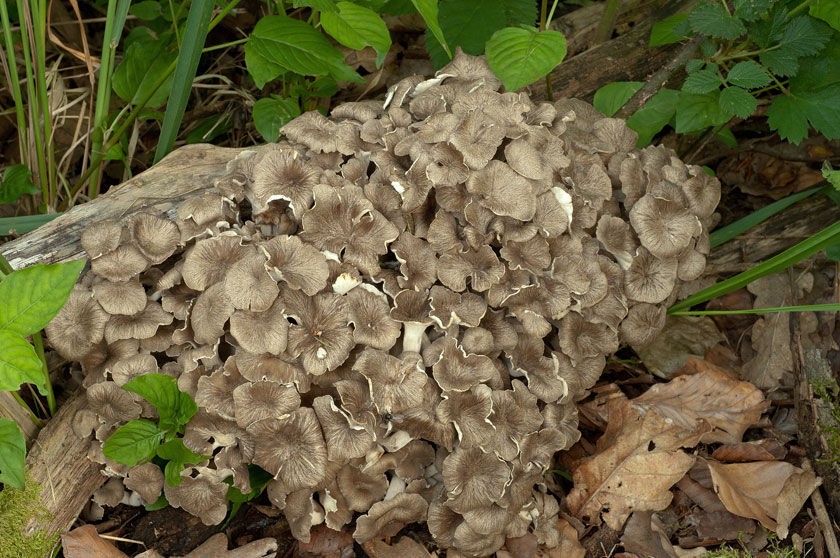 Polypore en ombelles