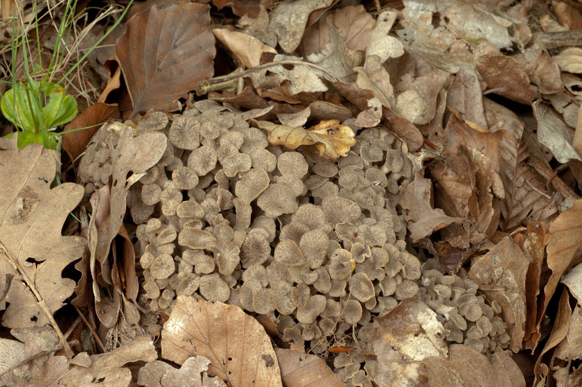 Polypore en ombelles