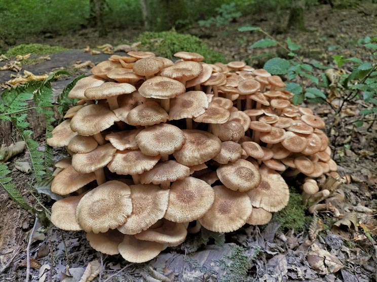 Desarmillaria tabescens