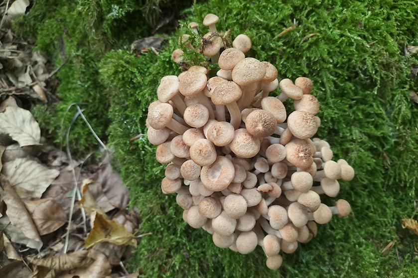 Desarmillaria tabescens