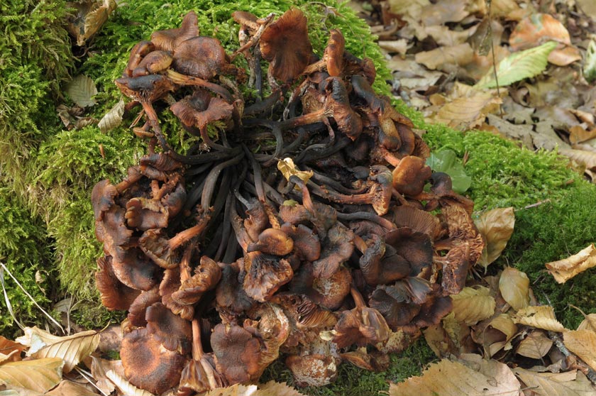 Desarmillaria tabescens