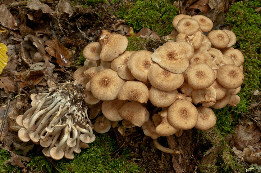 Desarmillaria tabescens