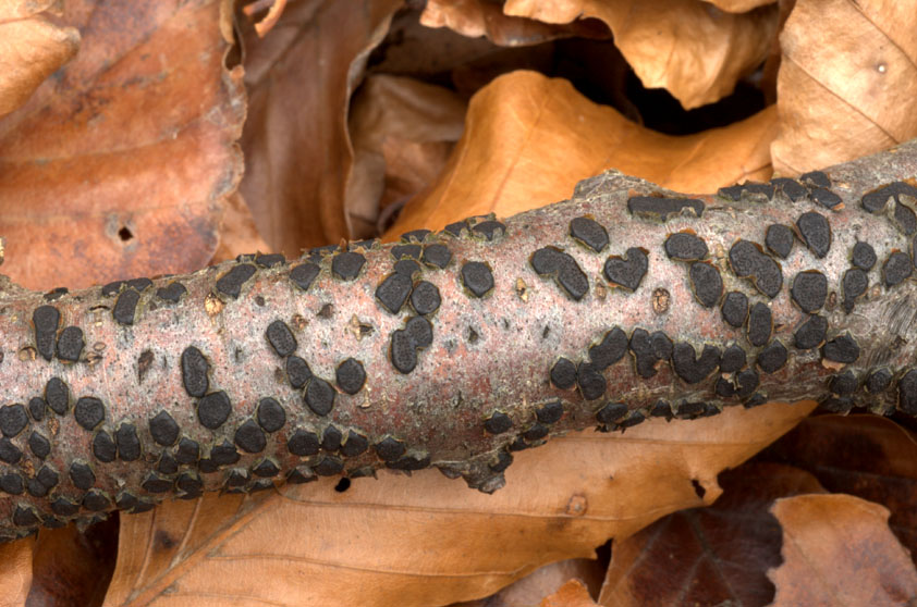 Diatrype disciformis