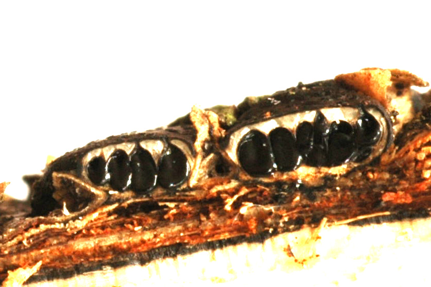 Diatrypella quercina