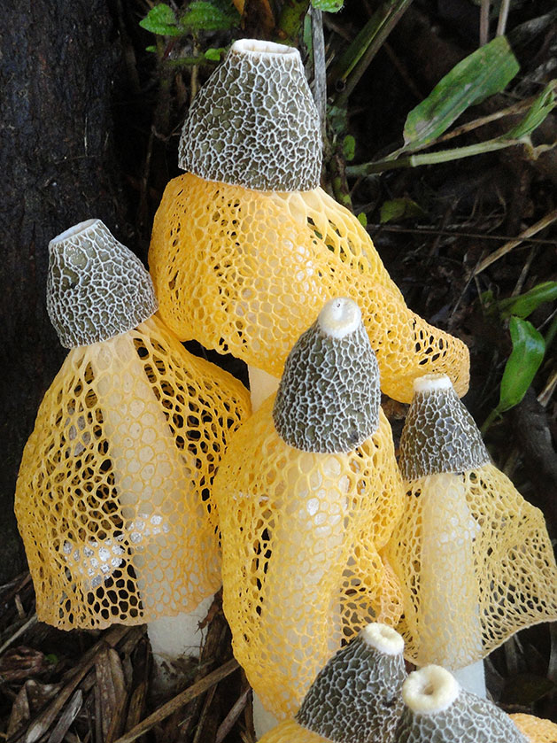 Dictyophora indusiata forma lutea
