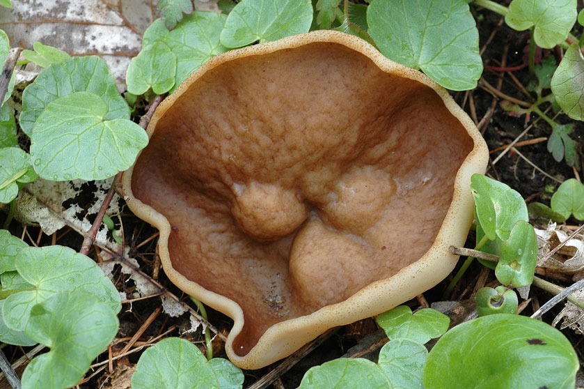 Pezize veinée