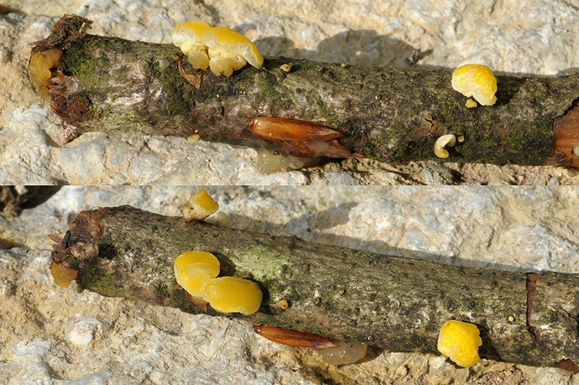 Ditiola pezizaeformis