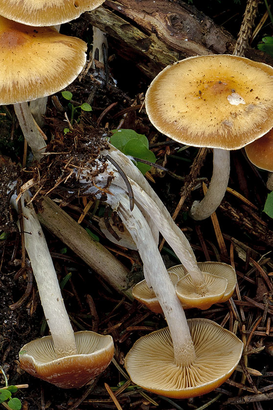 Galerina stylifera