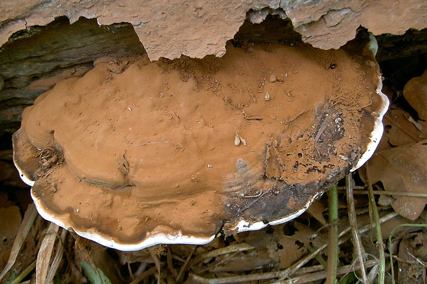 Ganoderme aplani