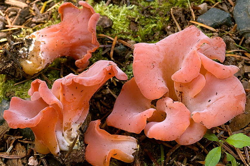 Guépinie en helvelle