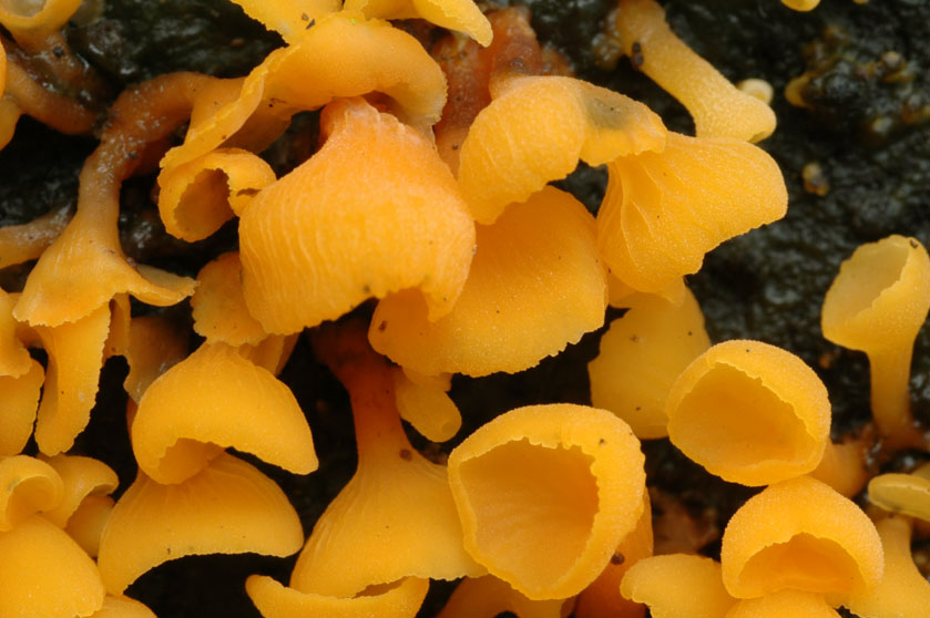 Guepiniopsis buccina